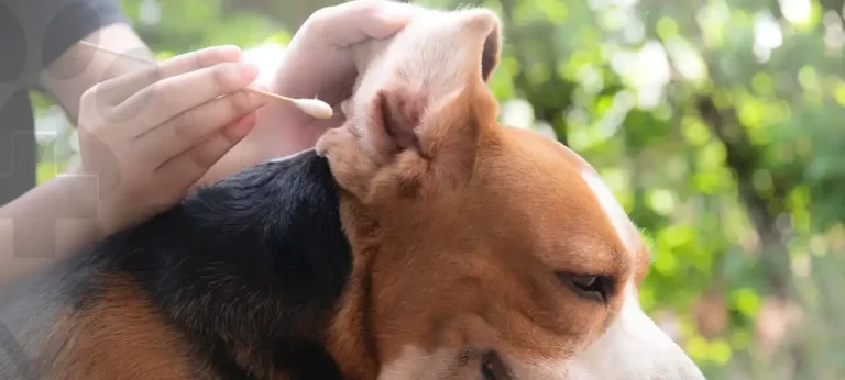 o que todo tutor precisa saber para cuidar dos ouvidos do seu pet